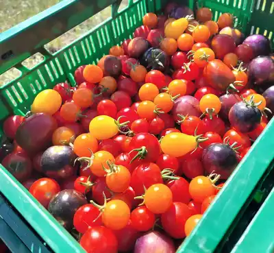 Tomates